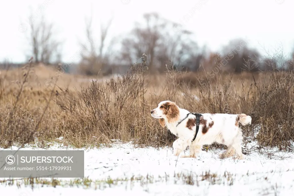 Russian spaniel dog walking outdoors in a winter field.