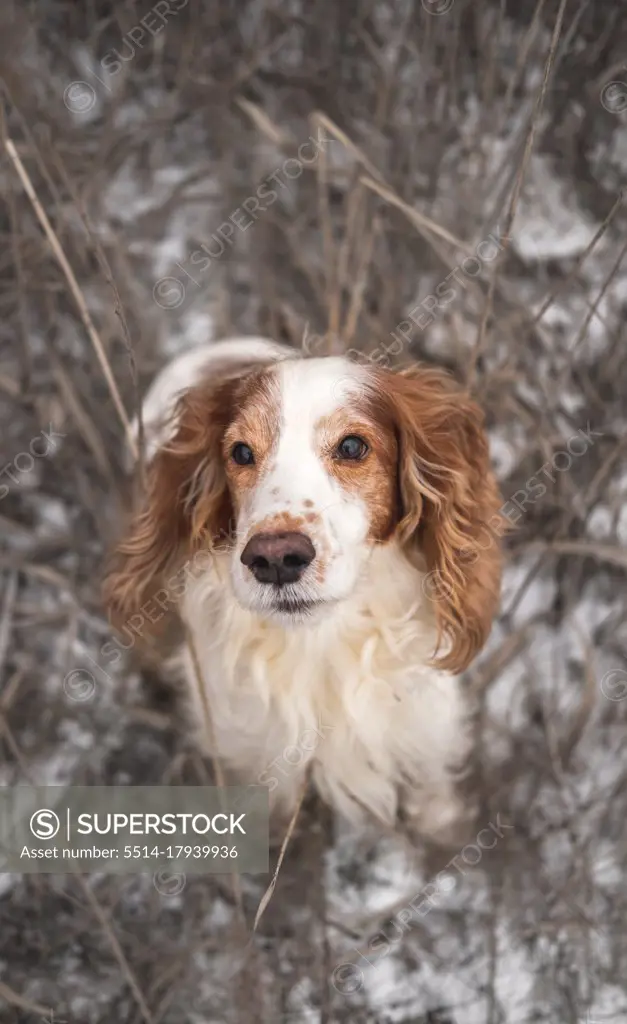 Portrait of a pedigree spaniel dog in grass and snow.