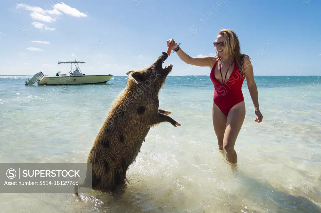 Young female feeding pigs on beach in Bahamas