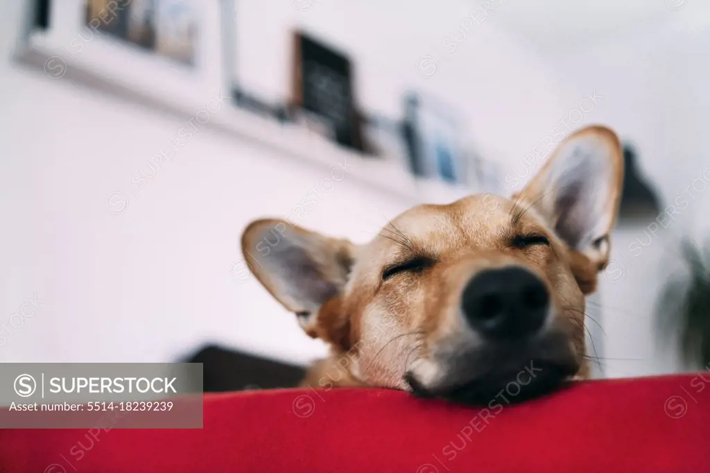 Dog Sleeping On The Bed