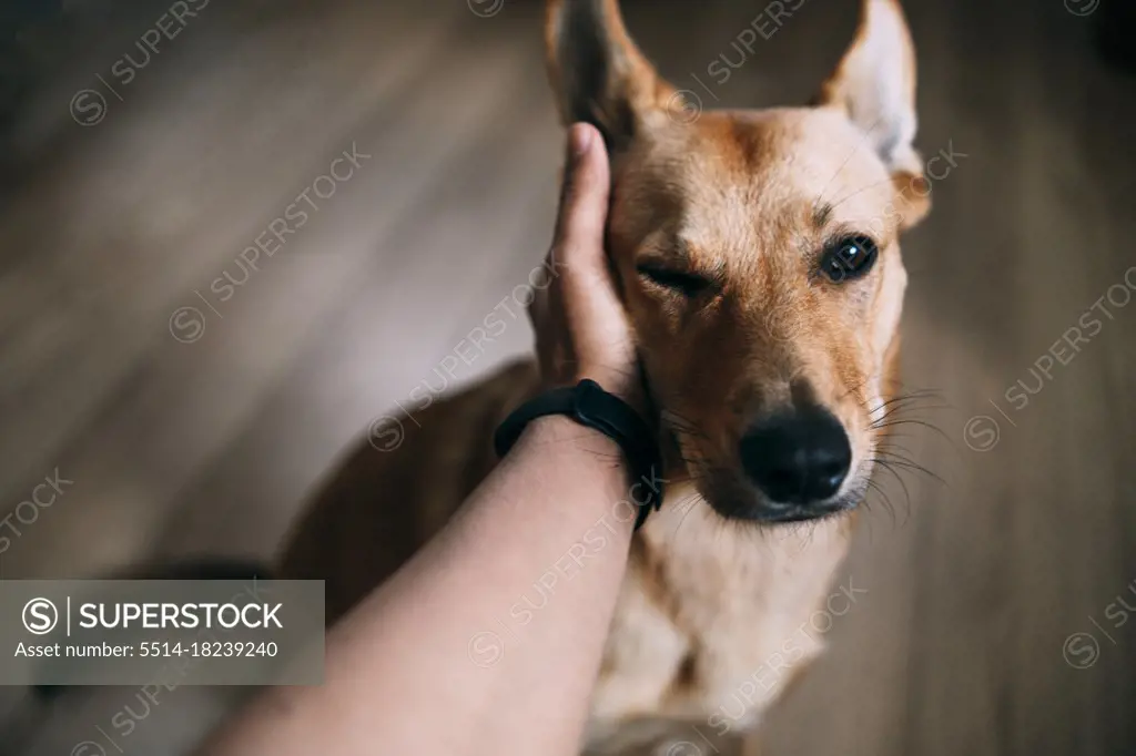 Male Hand Scratching Funny Dog at home.