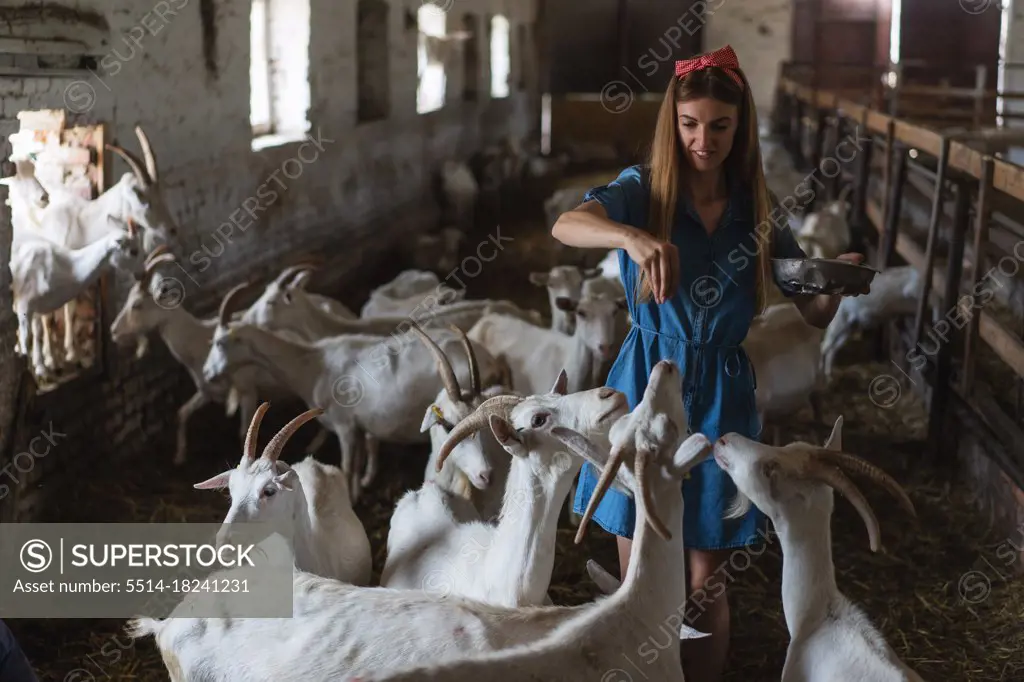 the girl feeds a lot of goats from her hands