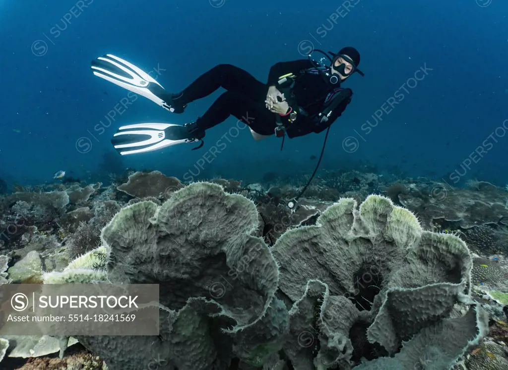 diver floating above coral in Raja Ampat