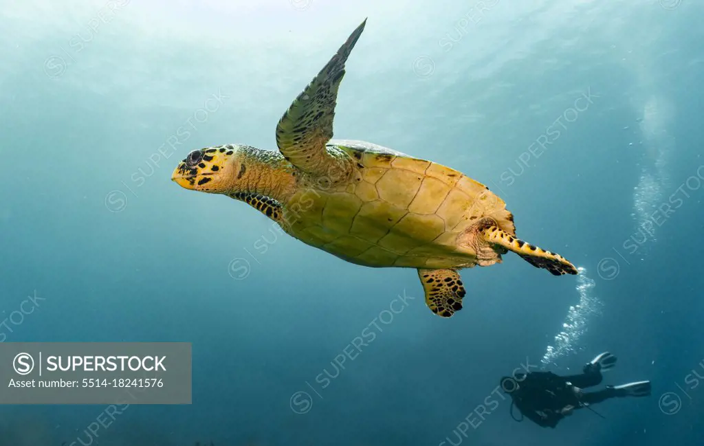 Hawksbill sea turtle floating at the ocean in Raja Ampat
