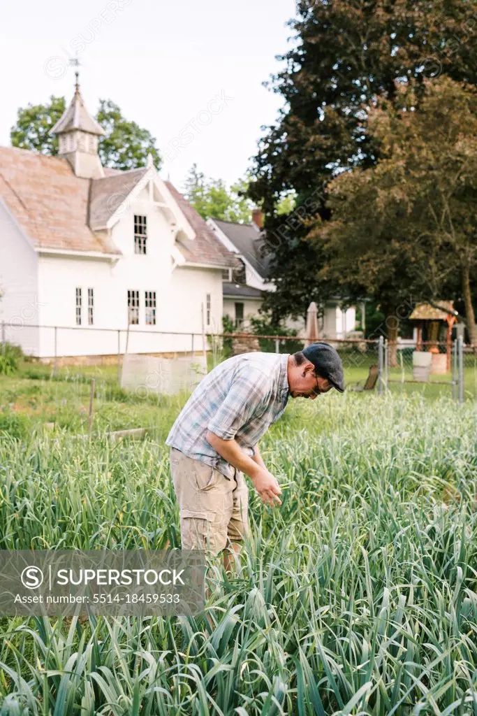 Man standing in his garden full of hardneck garlic pulling scapes