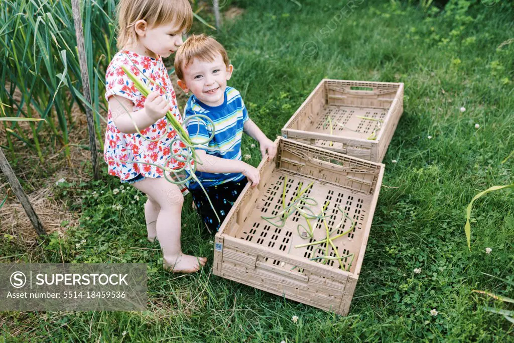 Brother and sister helping with the scape harvest in backyard