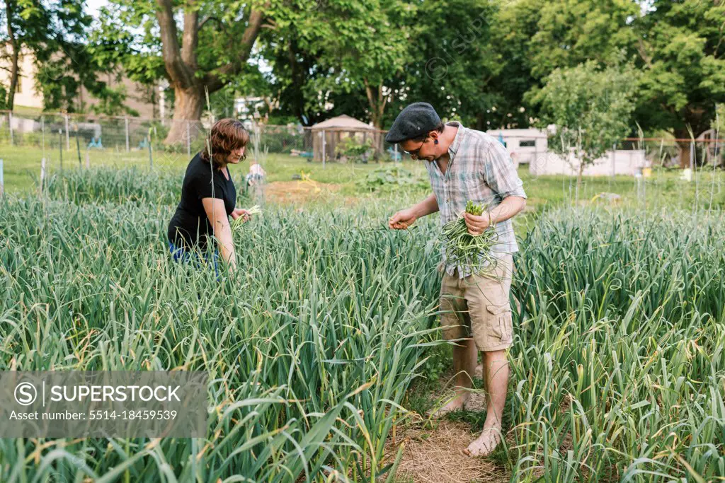 A couple harvesting hardneck garlic scapes in their backyard