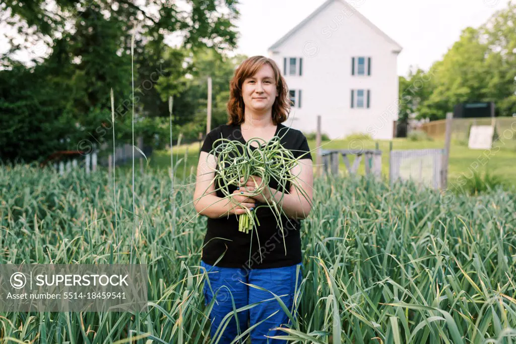 Woman holding fresh harvested garlic scapes in her hands