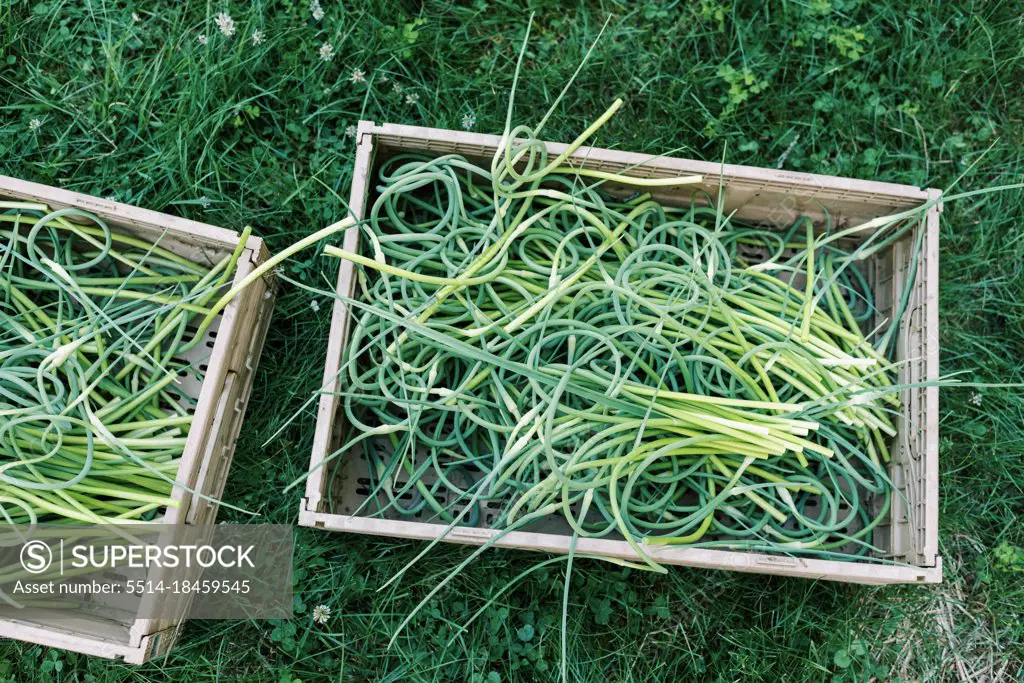 Harvest crate full of fresh hardneck garlic scapes on farm