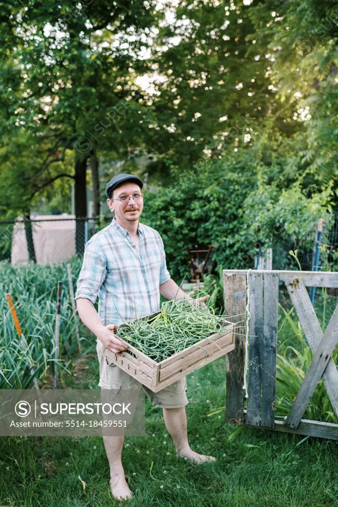 Happy millennial urban farmer holding crate of hardneck garlic scapes