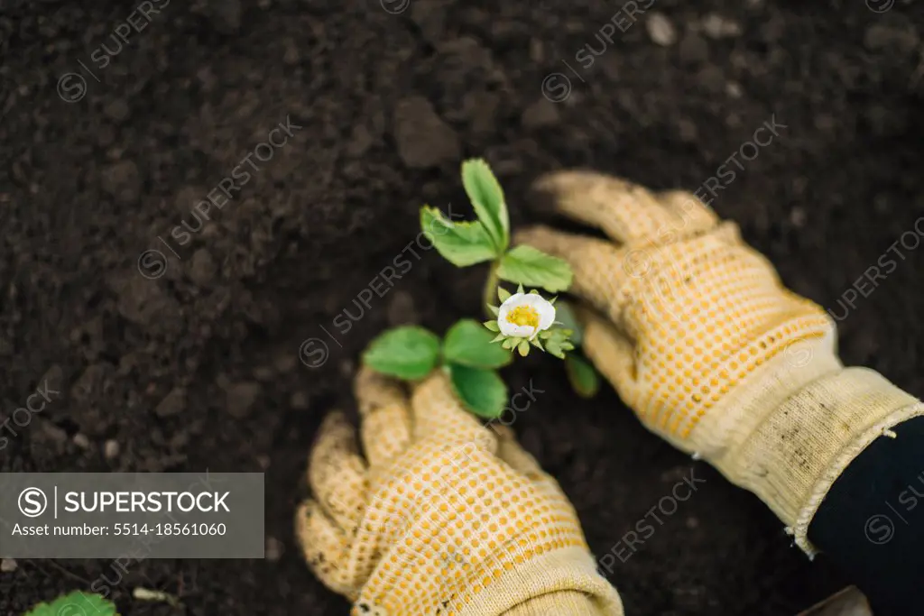 Person prepares strawberries seedling for planting