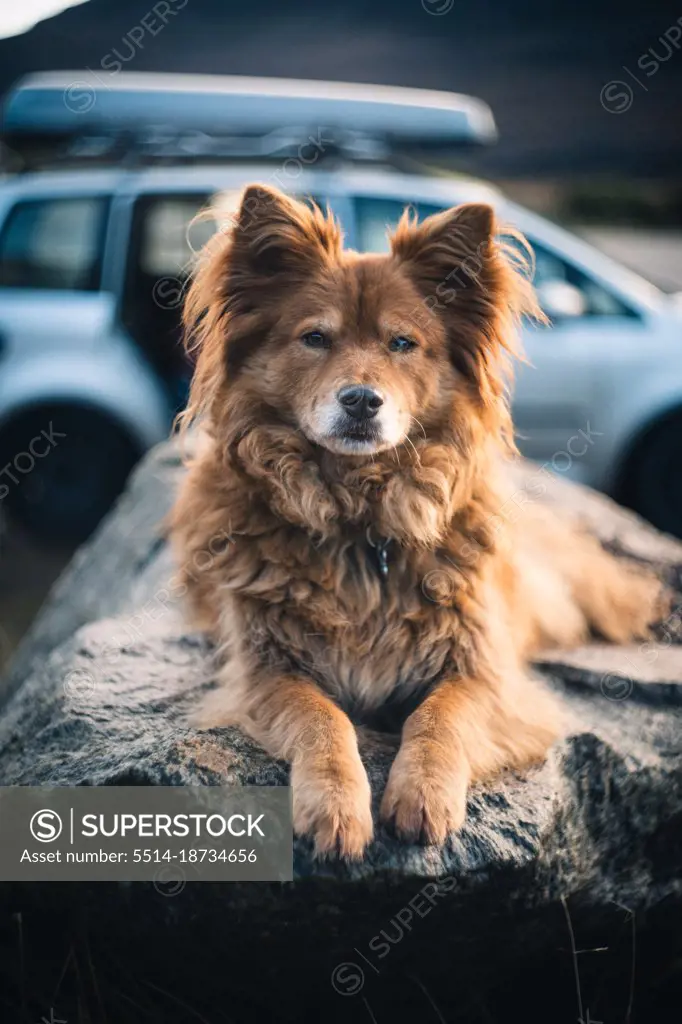 Fluffy red dog on rock in front of car
