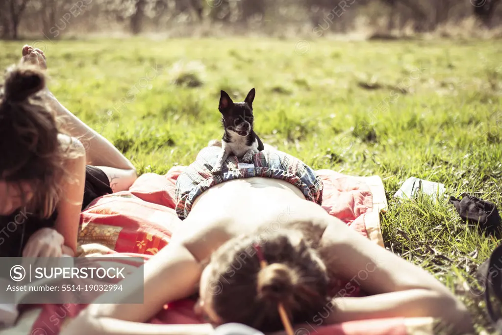 Small tiny chihuahua sitting on sun baking female at a picnic