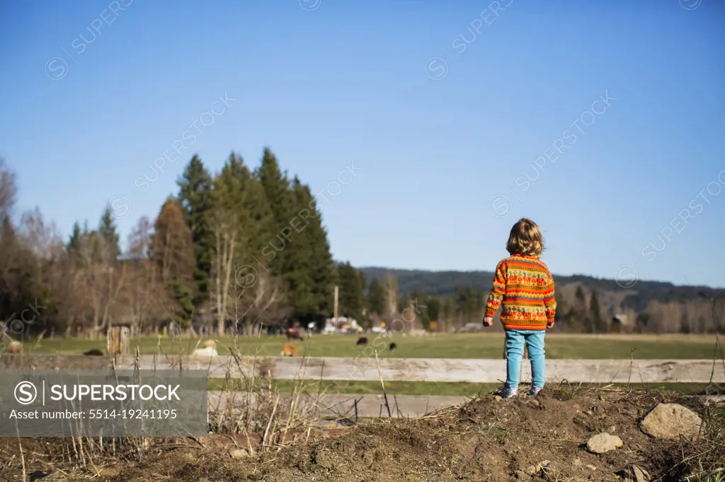 A young girl looks at sheep in a farm pasture