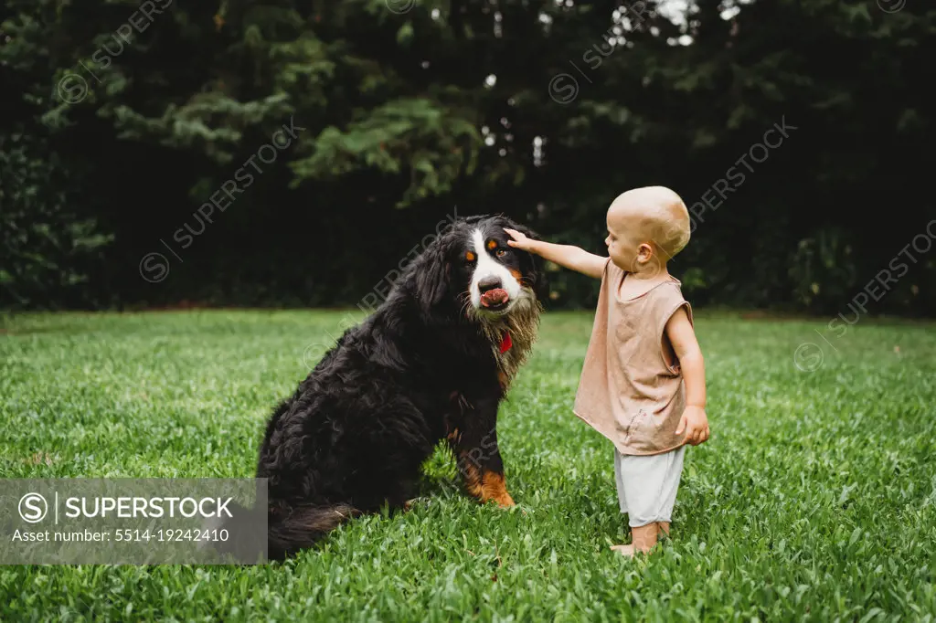 Toddler petting his Bernese Mountain dog outside in summer