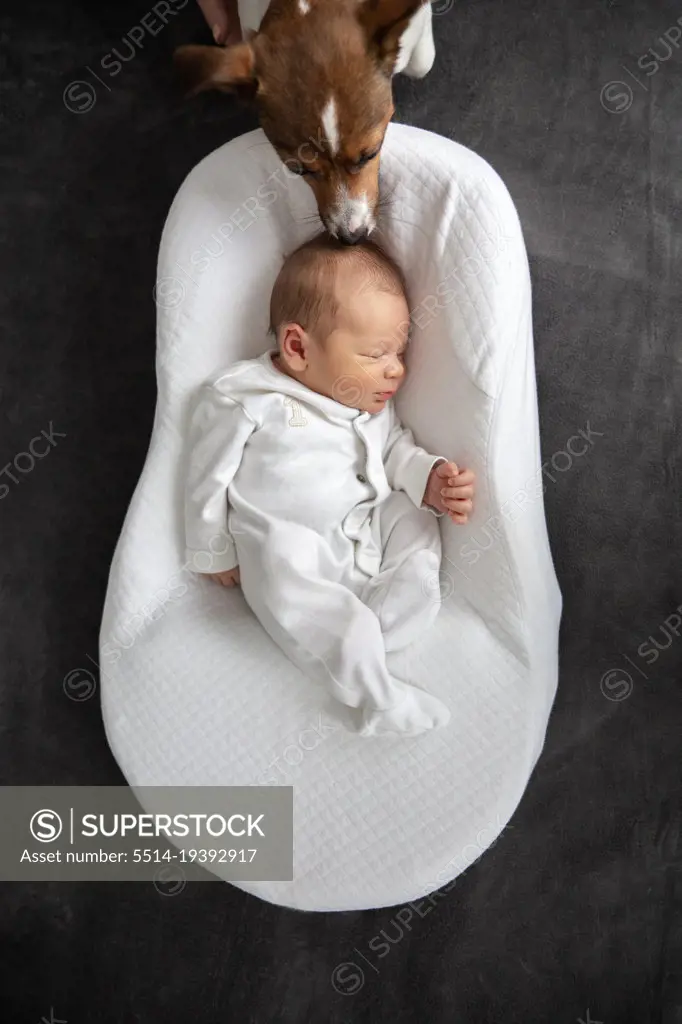 The dog meets the newborn sleeping in the cradle