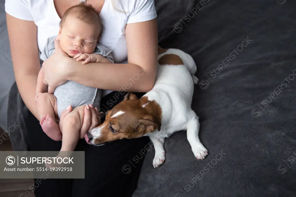 A dog meets a newborn sleeping in his mother's arms