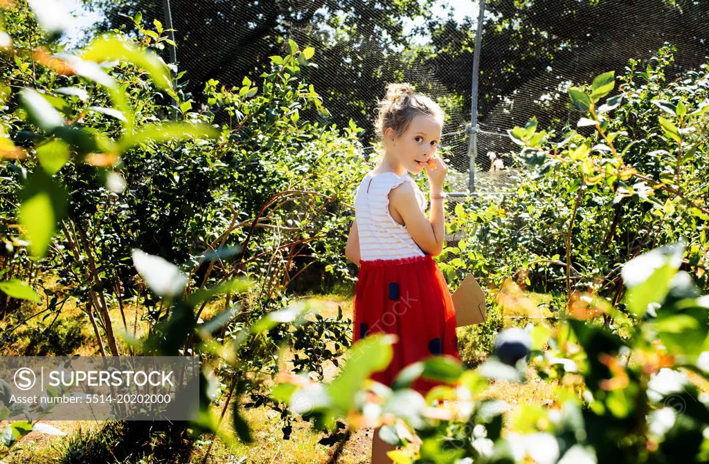 child eating blueberries whilst picking them at a pick your own farm