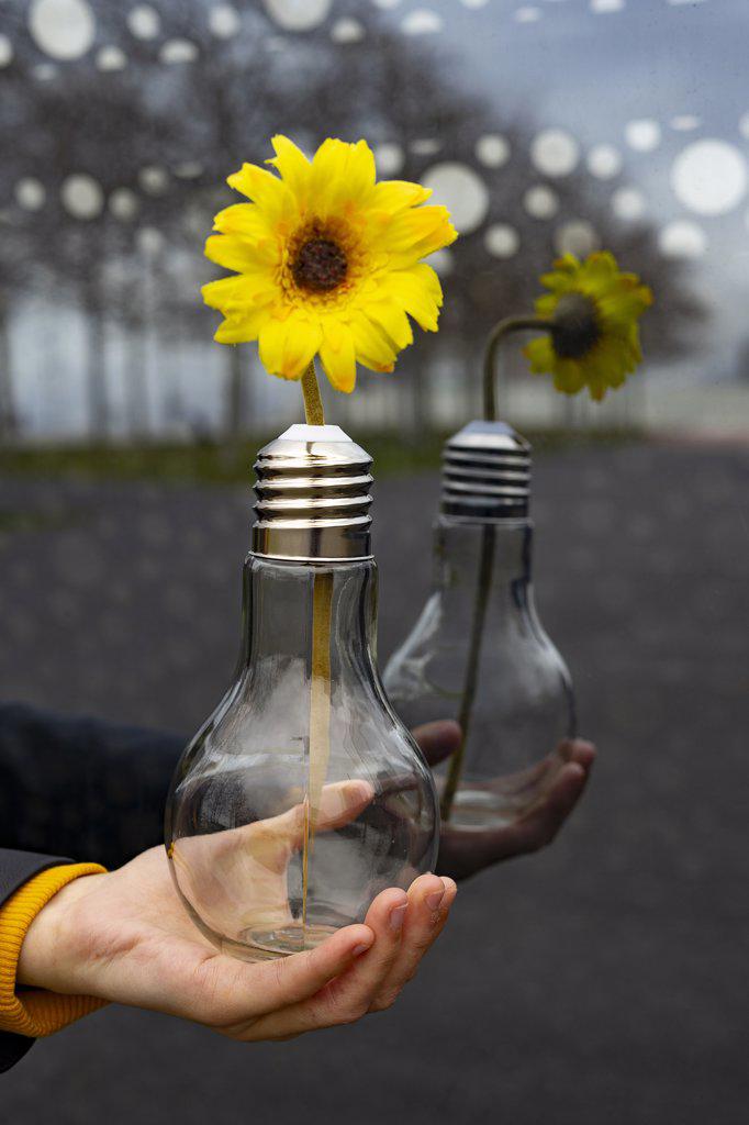Hand catching a light bulb with a yellow flower.