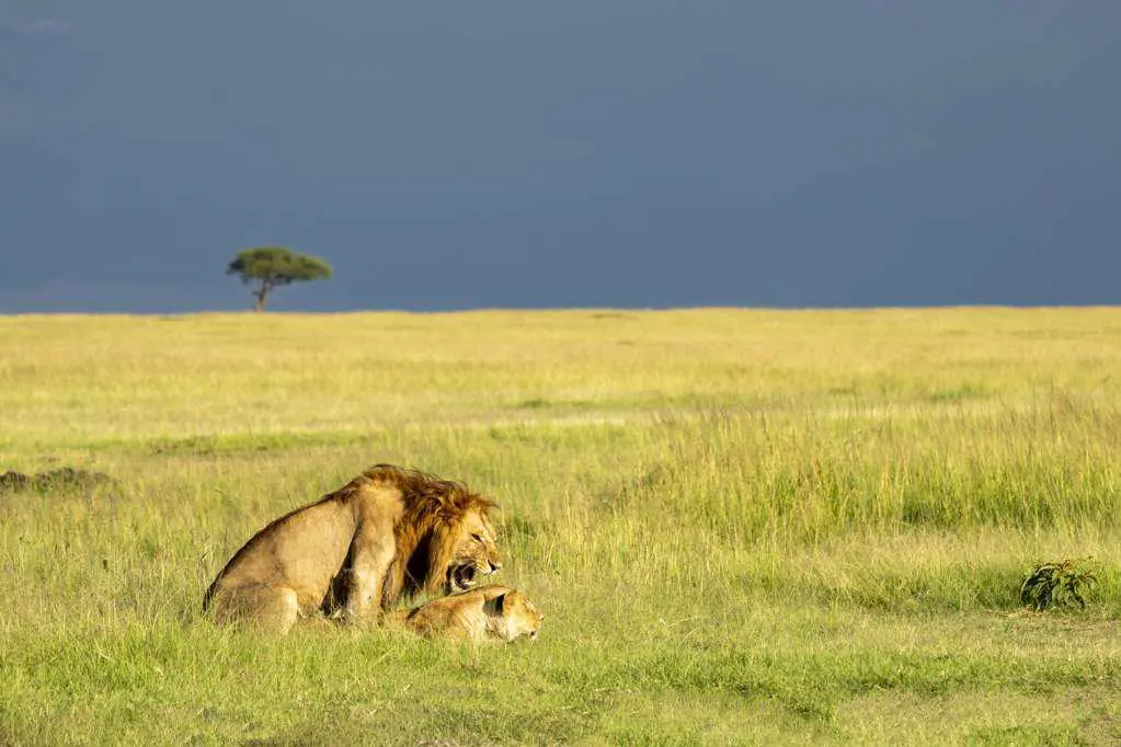 a lion couple breed in the savannah