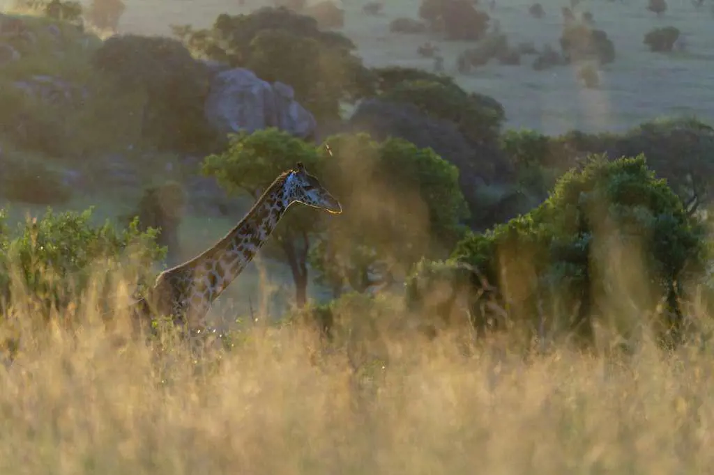 a giraffe walks in the tall grass at sunset