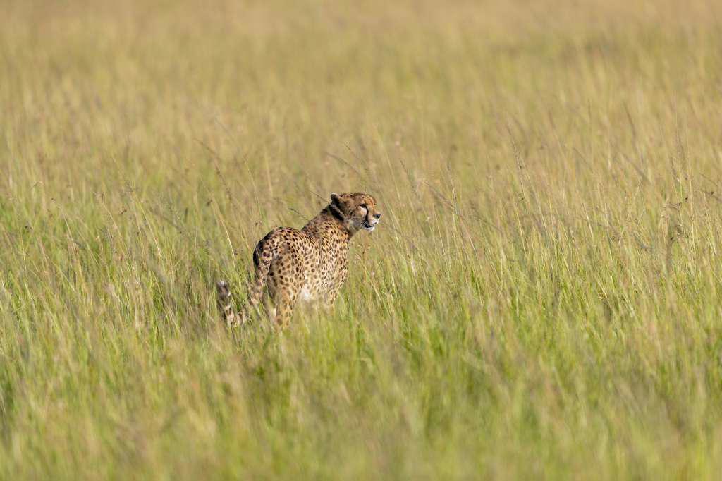 a cheetah walks in tall grass
