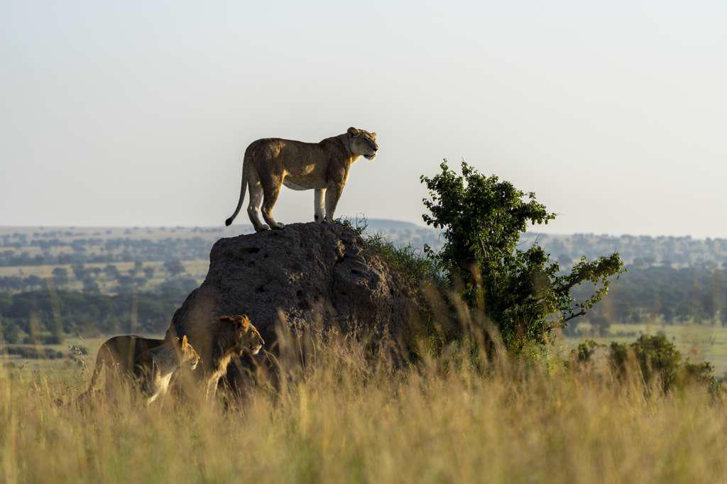 in the early morning light, a group of lion watches the surroundings