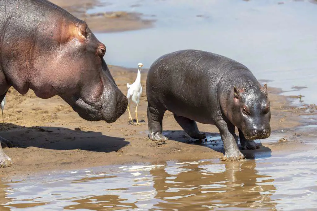 a hippopotamus and its little walk on the banks of a river
