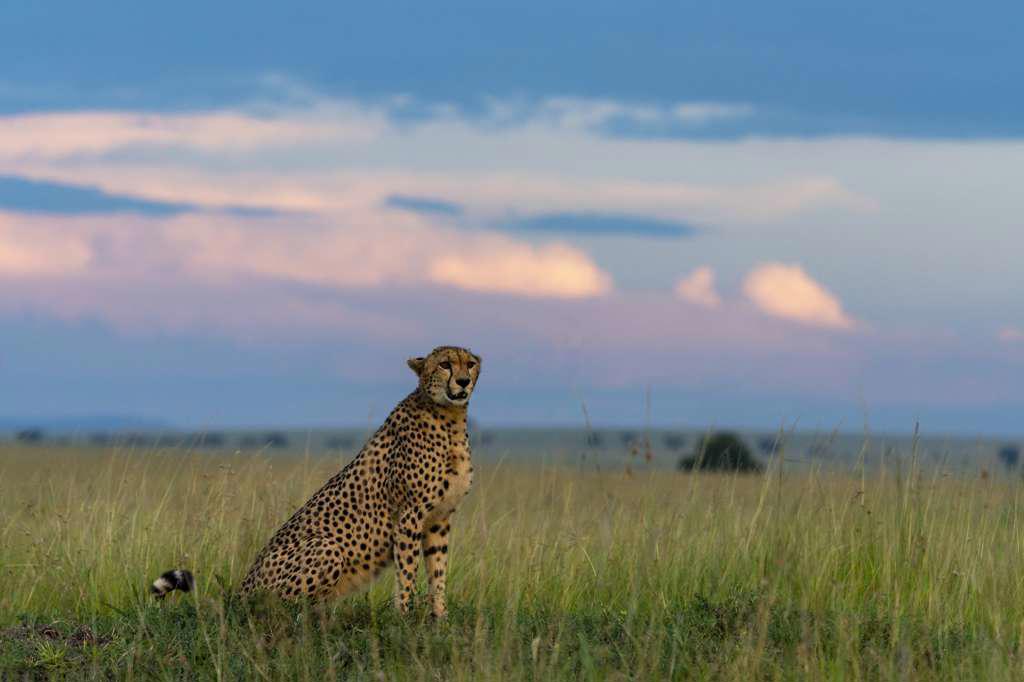 a cheetah sits in the grass and scans the surroundings
