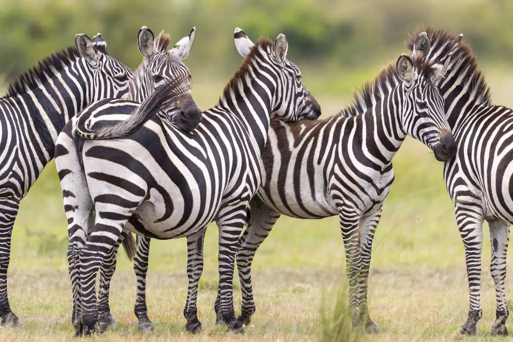 a group of zebras stands motionless in the savannah