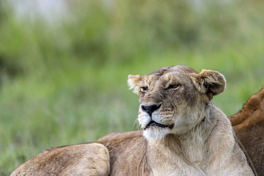 During a thunderstorm, a lioness is lying on the blank