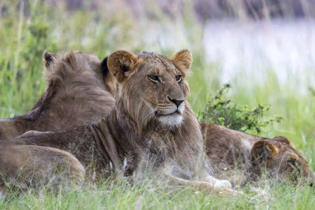 a group of young lion protect themselves from the rain under a tree