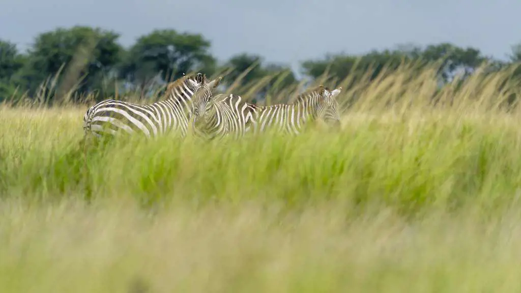a group of zebra stands in the tall grass