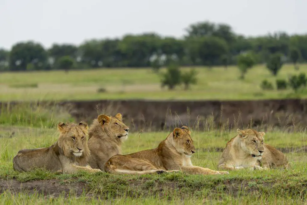 a group of young lions is resting on open ground