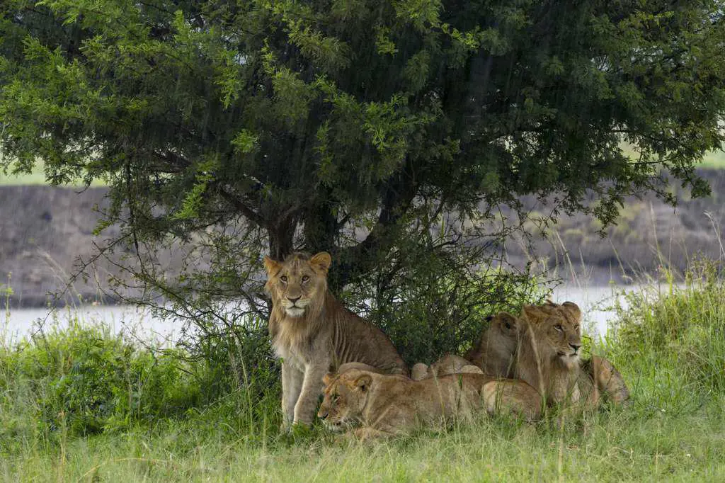 a group of young lion protect themselves from the rain under a tree