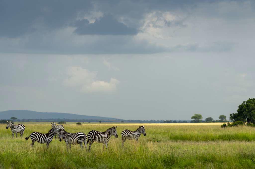 several zebras walk in the plains of africa under a stormy sky