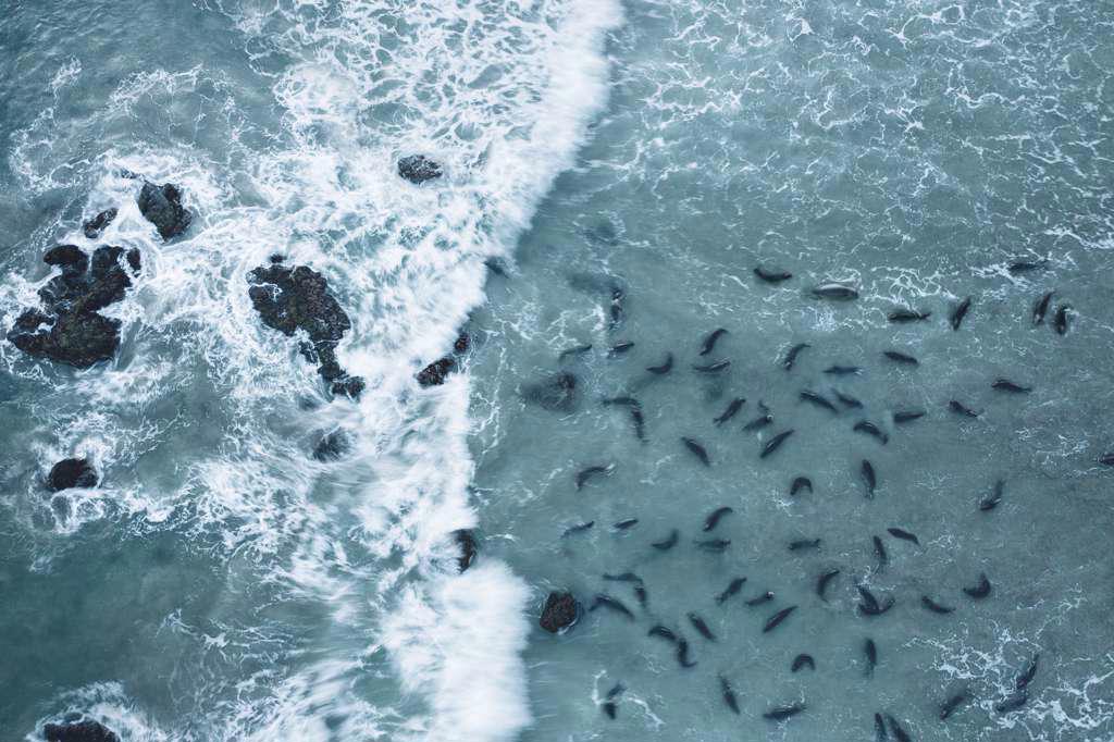 Elephant Seals Swim in the Pacific Ocean off San Simeon Beach