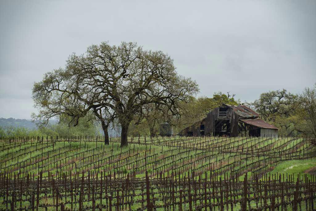A barn and vinyard in northern California