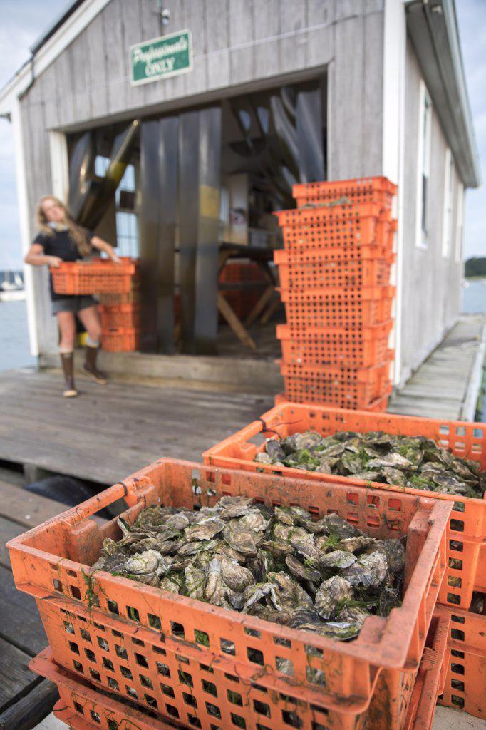 Female shellfish farmer carrying orange crate of oysters on dock