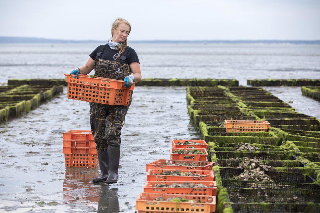 Female shellfish farmer carrying orange crate of oysters