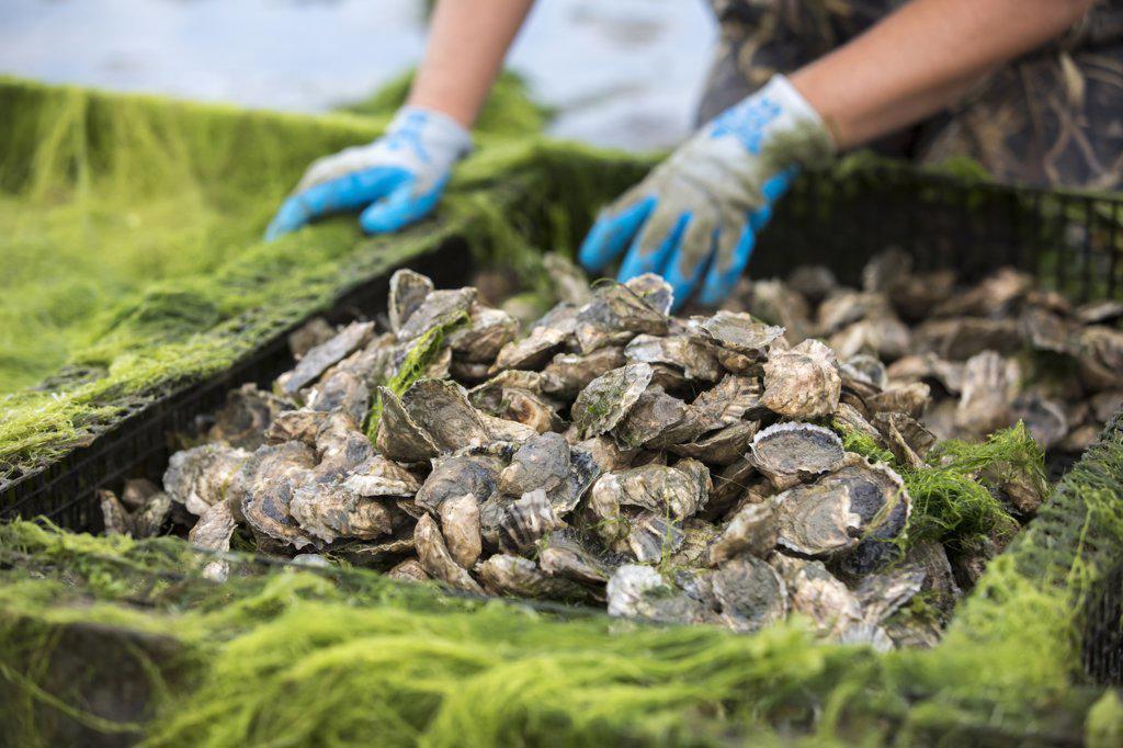 close up of oysters in oyster cage with gloved hands in background