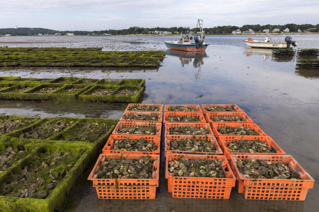 oyster farm scene with crates and cages of oysters