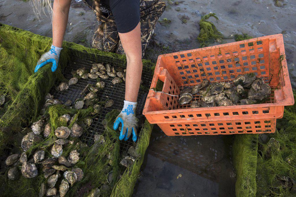 woman's gloved hands removing oysters from oyster cage