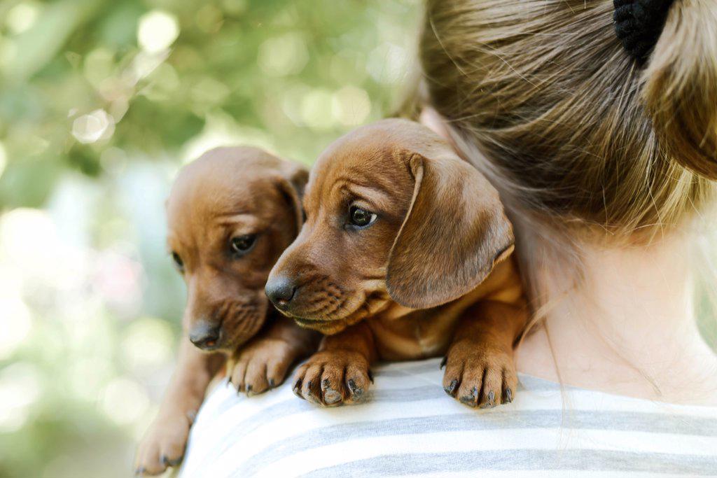 Midsection of woman with puppys standing outdoors