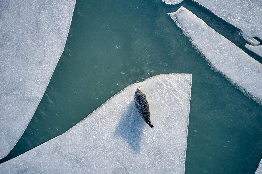 Seal on ice near cold sea water