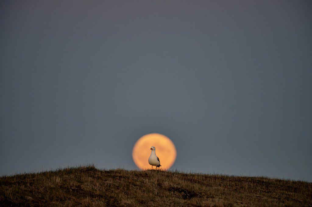 Seagull on hill against sunset sky