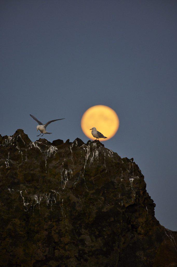 Seagulls on cliff against sundown sky