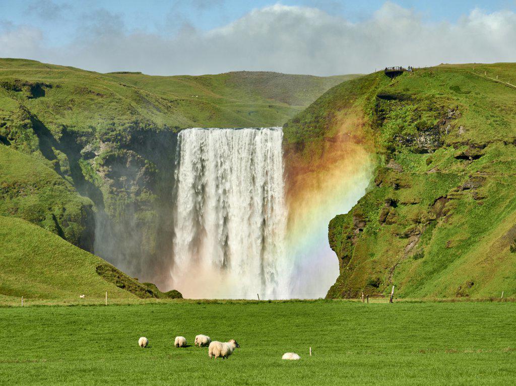 Sheep grazing near hills with waterfall