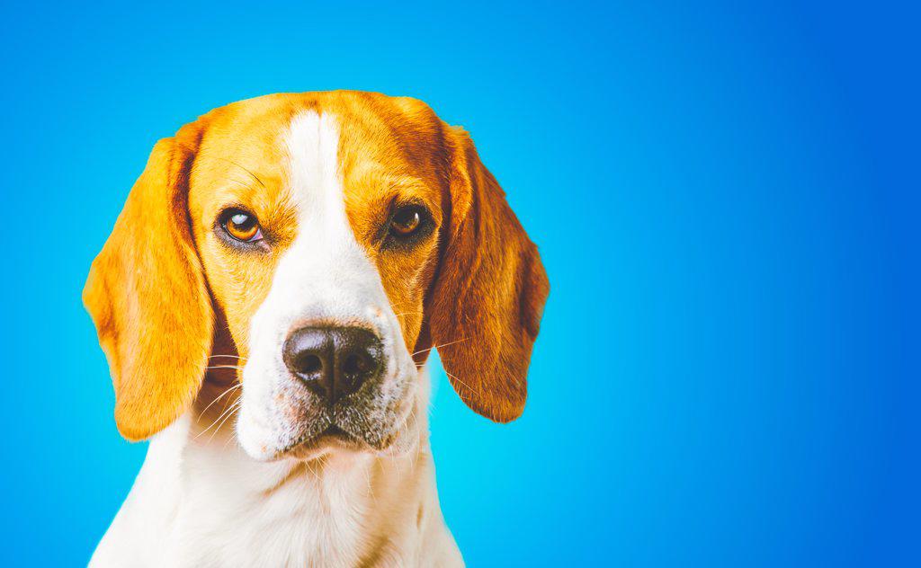 Close-up of Beagle dog, portrait, in front of blue background. Copy space on right