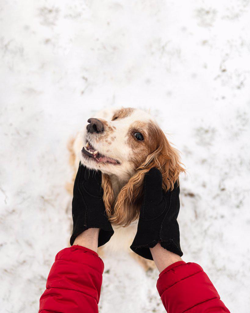 Hands embrace a delighted dog with smiling face, winter scene